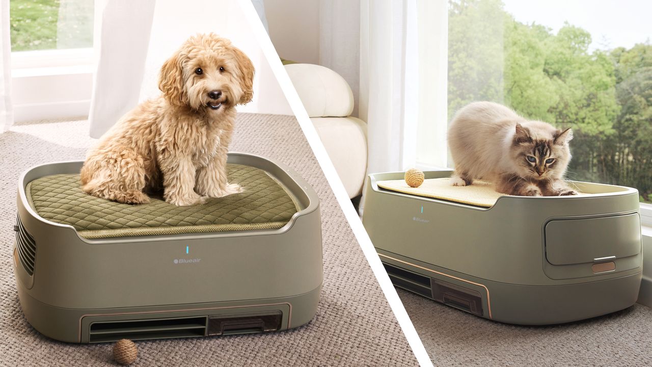 I'm obsessed with this pet bed-air purifier combo that apparently sucks up hair, dander, and pet smells right at the source 1 DrmxRP5nRLWy3JrHxTdvZ6 1280 80 GHMbTV
